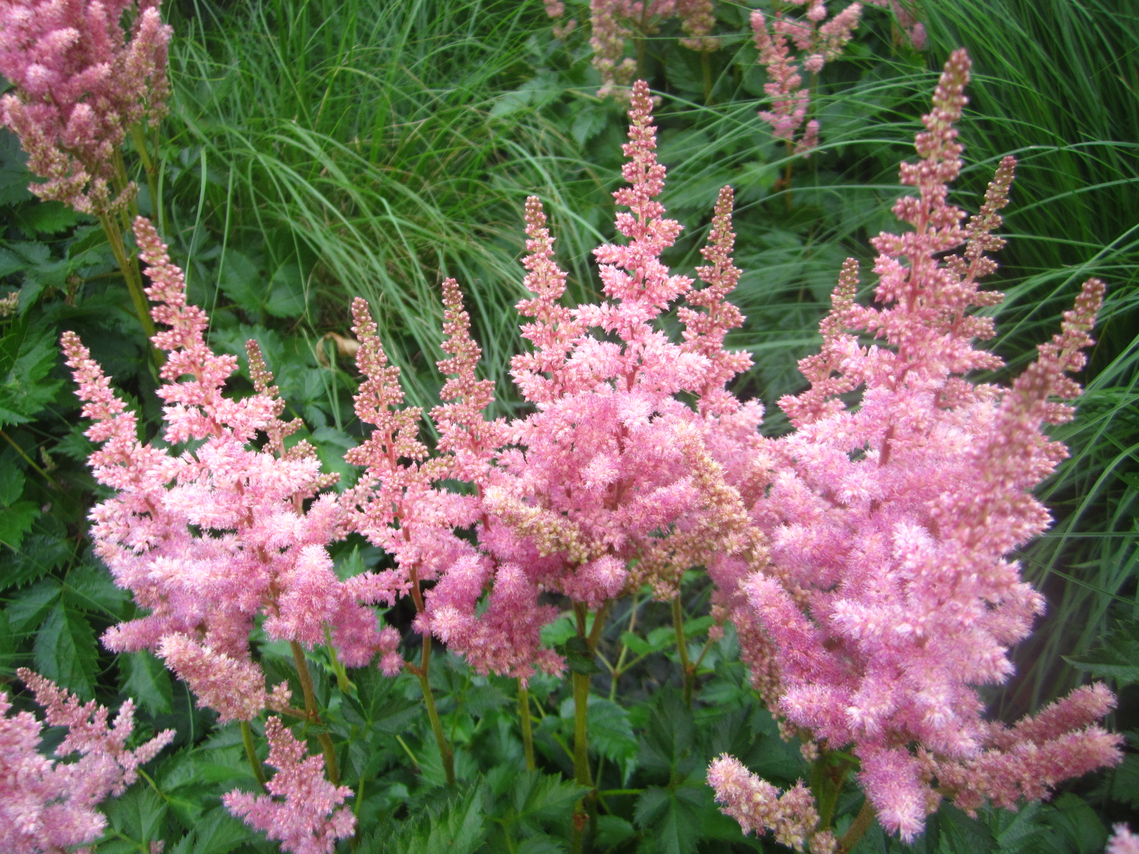 astilbe chinensis vision in pink